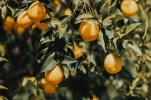 Lemon orchard