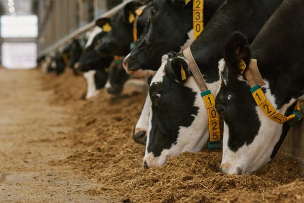 Herd of cows in cowshed on farm